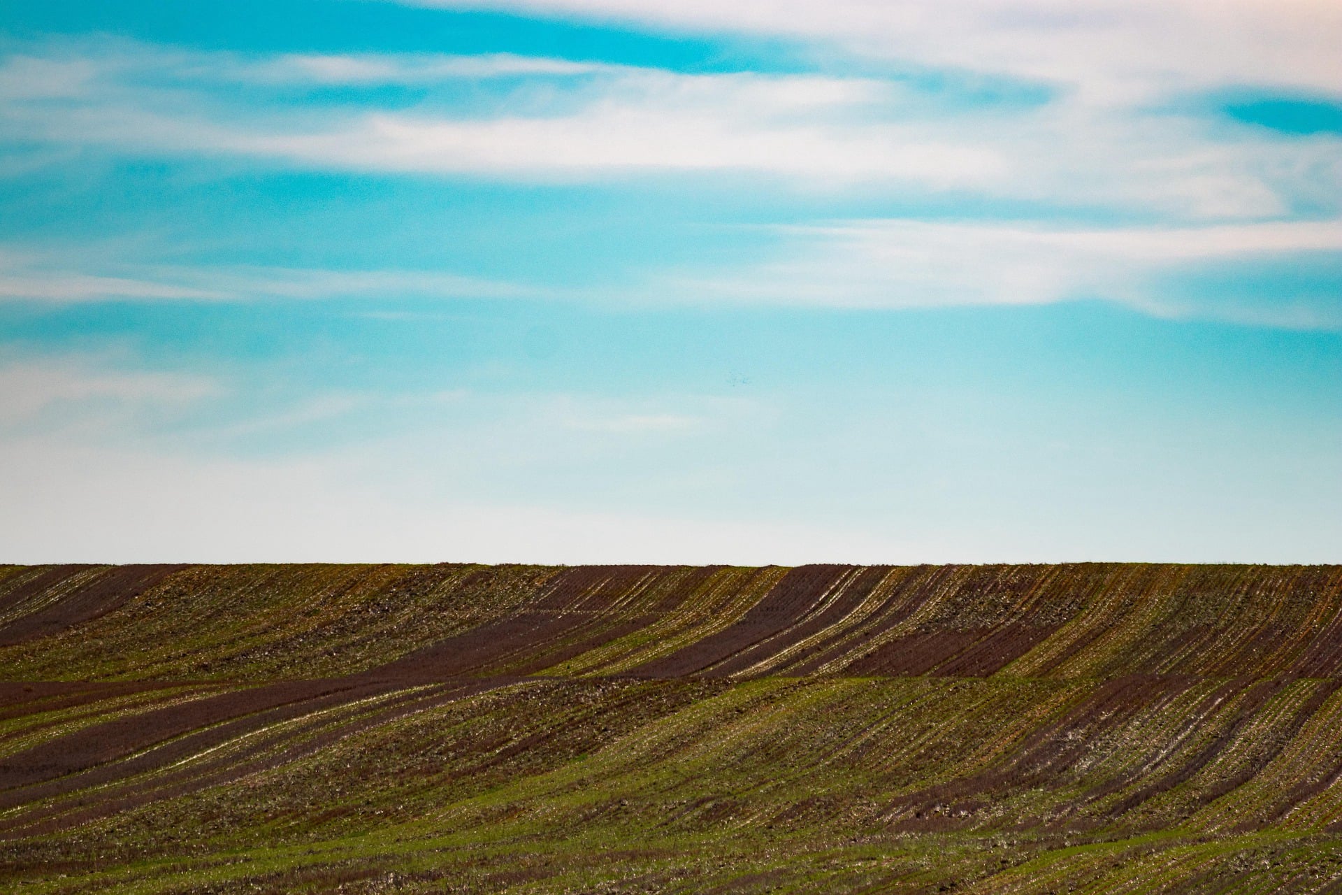 Sheep grazing in an open field at dusk